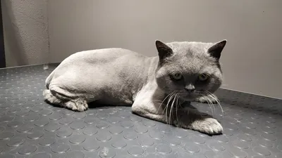 Подстриженные кошки - вдохновение для создания красивых обоев