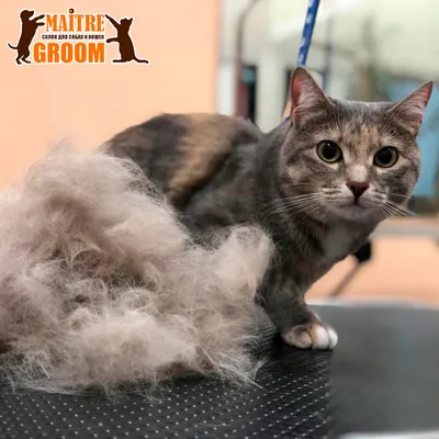 Подстриженные кошки - наслаждение для всех ценителей красоты кошачьего мира.