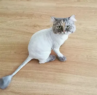 Фон с подстриженными кошками - фотоподборка