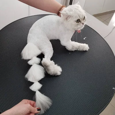 Фото подстриженных кошек для украшения вашего сайта