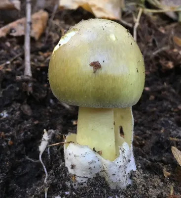 Бледная поганка (Amanita phalloides) фото и описание