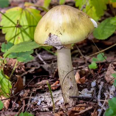 Бледная поганка (Amanita phalloides) – Грибы Сибири [Вложение: 6343]