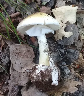 Бледная поганка (Amanita phalloides) фото и описание