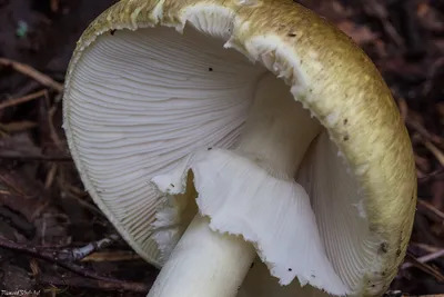 Бледная поганка (Amanita phalloides) – Грибы Сибири [Вложение: 8978]