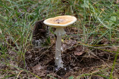 Бледная поганка (Amanita phalloides) – Грибы Сибири [Вложение: 25379]
