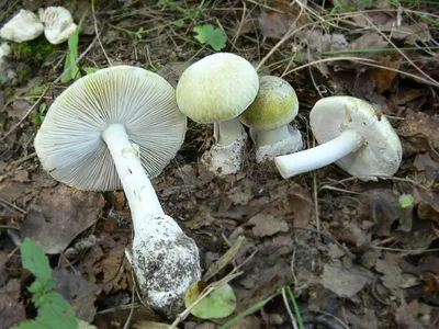 Бледная поганка (Amanita phalloides). Фото на сайте \"Грибы Калужской  области\"
