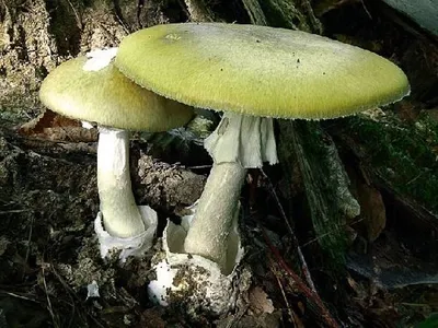 Бледная поганка (Amanita phalloides)