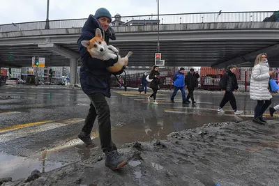 Погода в Москве в феврале и марте 2022: Мы думали оттепель, а это весна! -  KP.RU