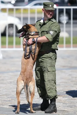 Пограничные собаки фото фотографии