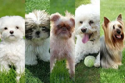 Породы собак средних размеров: ТОП-50 с фотографиями и описанием