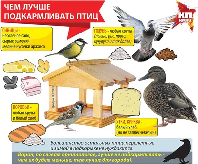 Стартует общероссийская культурно-экологическая акция «Покормите птиц!» |  Русское географическое общество