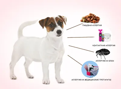 Лечение лишая у собаки — как и чем лечить стригущий и розовый лишай в  домашних условиях, препараты и мази для собак