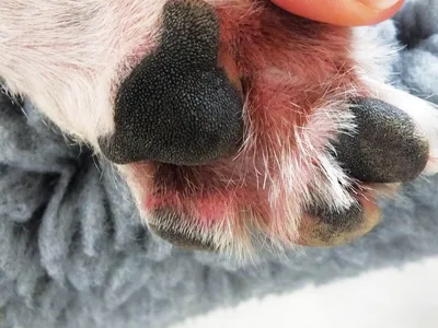 Аллергия на корм у собак - Veterinar-Dermatolog