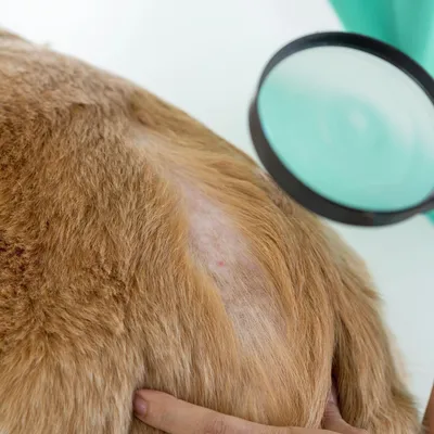 Бактериальный фолликулит у собак / Canine bacterial folliculitis