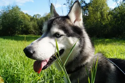 Перхоть у собак - причины сухости кожи | Royal Canin UA