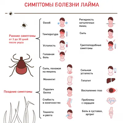 Лечение клещевого боррелиоза в Москве — Симптомы и диагностика Болезни  Лайма — Цены на лечение в клинике H-Clinic