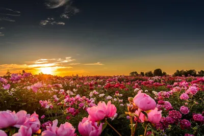 закат цветы пионы поле природа горизонт солнце HD обои для ноутбука |  Flower landscape, Flower field, Flowers nature