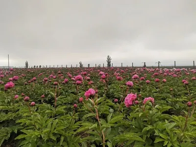 Обаятельные пейзажи на поле молочноцветковых пионов в уезде Кунес  Синьцзяна-ТЯНЬ-ШАНЬ-天山网