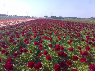 Красивое поле пионов утеса! Стоковое Фото - изображение насчитывающей пион,  пионы: 71079916