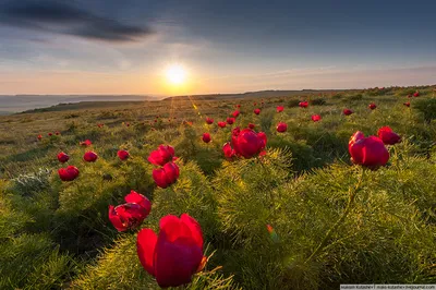 Волшебное пламя пионов . | Peonies, Flower beds, Garden landscaping