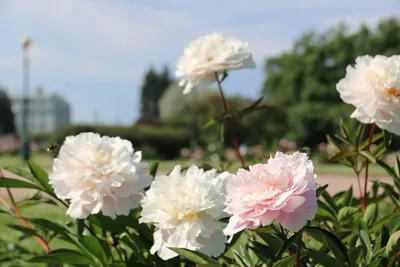 Peony Roselette - www.peonyshop.com - YouTube