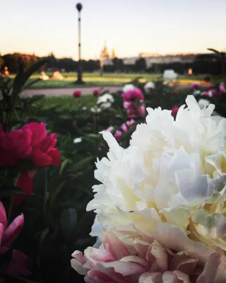 Пионы в парке \"Марсово поле\" в Санкт Петербурге. 🥰🌺 . . . #флора #flora  #nature #природа #flowerporn #flowermagic #flowersofinstagram… | Instagram