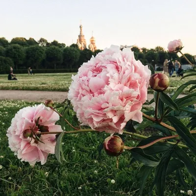 Поле диких пионов :: Максим Кочетков – Социальная сеть ФотоКто