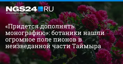 Поле пионов на фоне очень красивого…» — создано в Шедевруме