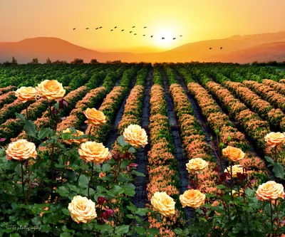 поле цветов цветет через поле, картины цветочного поля, цветы, поле фон  картинки и Фото для бесплатной загрузки
