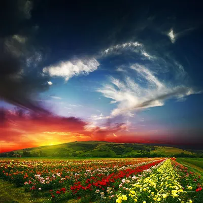 Картины Поле, луг и степи \"Красивое поле роз\" - арт 009012027 | Купить в  интернет-магазине Фото в дом - Фото в дом