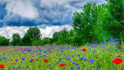 Поле Цветов Тюльпаны Голландия - Бесплатное фото на Pixabay - Pixabay