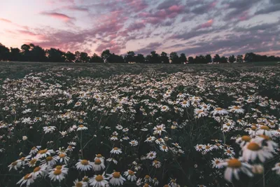 поле роз на цветочной ферме Стоковое Фото - изображение насчитывающей буш,  поднял: 245077814