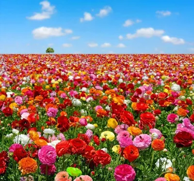 Поле роз на предпосылке голубого неба Стоковое Изображение - изображение  насчитывающей поля, аграрным: 98381047