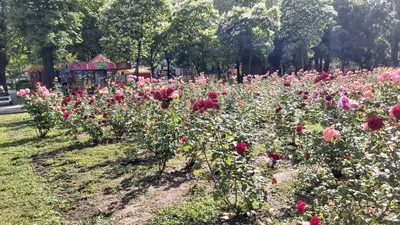 Картина Прованс Лавандовое поле, велосипед в лаванде, поле цветов в  интернет-магазине Ярмарка Мастеров по цене 5500 ₽ – LFX32BY | Картины,  Ставрополь - доставка по России