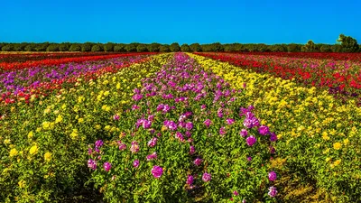 Поле цветов: красивые фото цветов в полях, цветы в больших количествах.