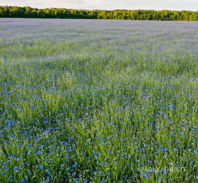 ФОТО: У смилтенского \"Стоунхенджа\" вновь расцвело целое поле с васильками