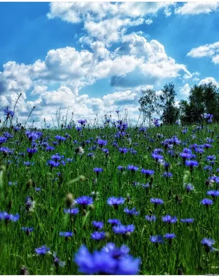 Поле васильков и ромашек...🌿 - Создано Природой | Facebook