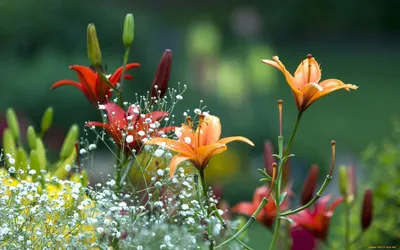 красочные цветы лилии в дикой природе, красочные лилии, растущие гроздьями,  Hd фотография фото фон картинки и Фото для бесплатной загрузки