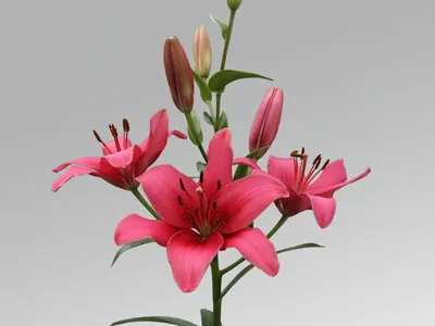 Полевой цветок лилия (саранка) — Фото №302616