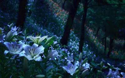 полевая лилия, Вифлеемская звезда, цветок, белый, лепестки, пестик,  цветение, весна, сад, природа, яркие цвета | Pikist