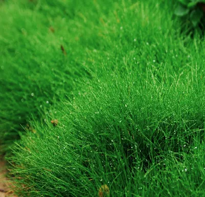 Полевица побегоносная (Agrostis stolonifera) — описание, выращивание, фото  | на LePlants.ru