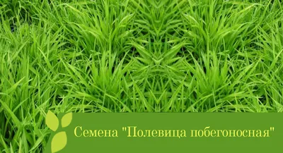 Семена Полевица Побегоносная Кроми (Датская), купить