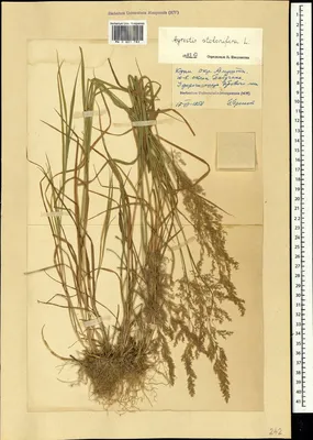 MW0601780, Agrostis stolonifera (Полевица побегоносная), specimen