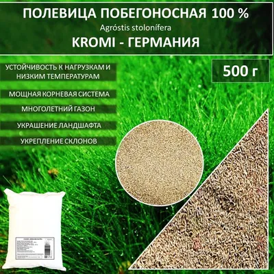 MW0601791, Agrostis stolonifera (Полевица побегоносная), specimen