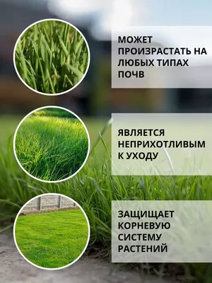 Трава Полевица Побегоносная Кроми: продажа, цена в Молодечно. Семена и  клубни трав и цветов от \"ЧТПУП «Мир Дачника»\" - 150856791