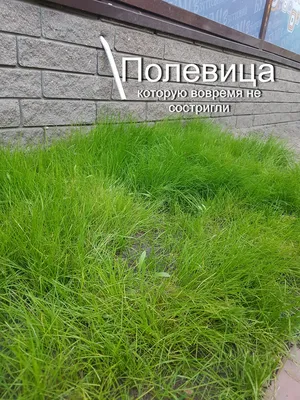Полевица побегоносная | Раздел Семена - купить препарат недорого в компании  ООО \"Владагрокомплекс\" город Владимир