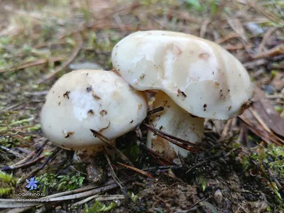 Полевые грибы фото фотографии