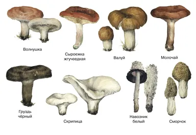 Шампиньон полевой (Agaricus arvensis) - Picture Mushroom