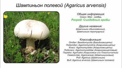 Весенние грибы. Шампиньон полевой: описание гриба, где и когда растёт | О  грибах и путешествиях | Дзен