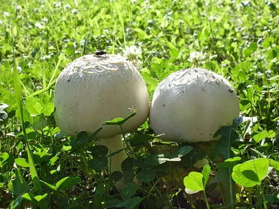 Шампиньон полевой (Agaricus arvensis) - YouTube